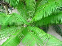 Microcycas2