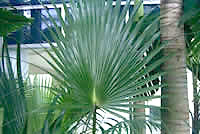 Palmate Leaf