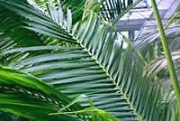 Pinnate Leaf