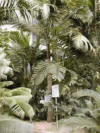 Satakentia