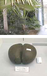 Double Coconut Palm