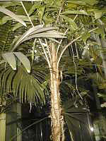 Caryota Urens