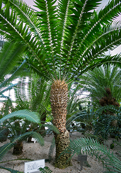 Encephalartos1