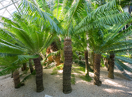 Microcycas1