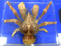 Specimen of Palm Crab