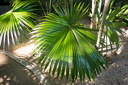 Palmate Leaf